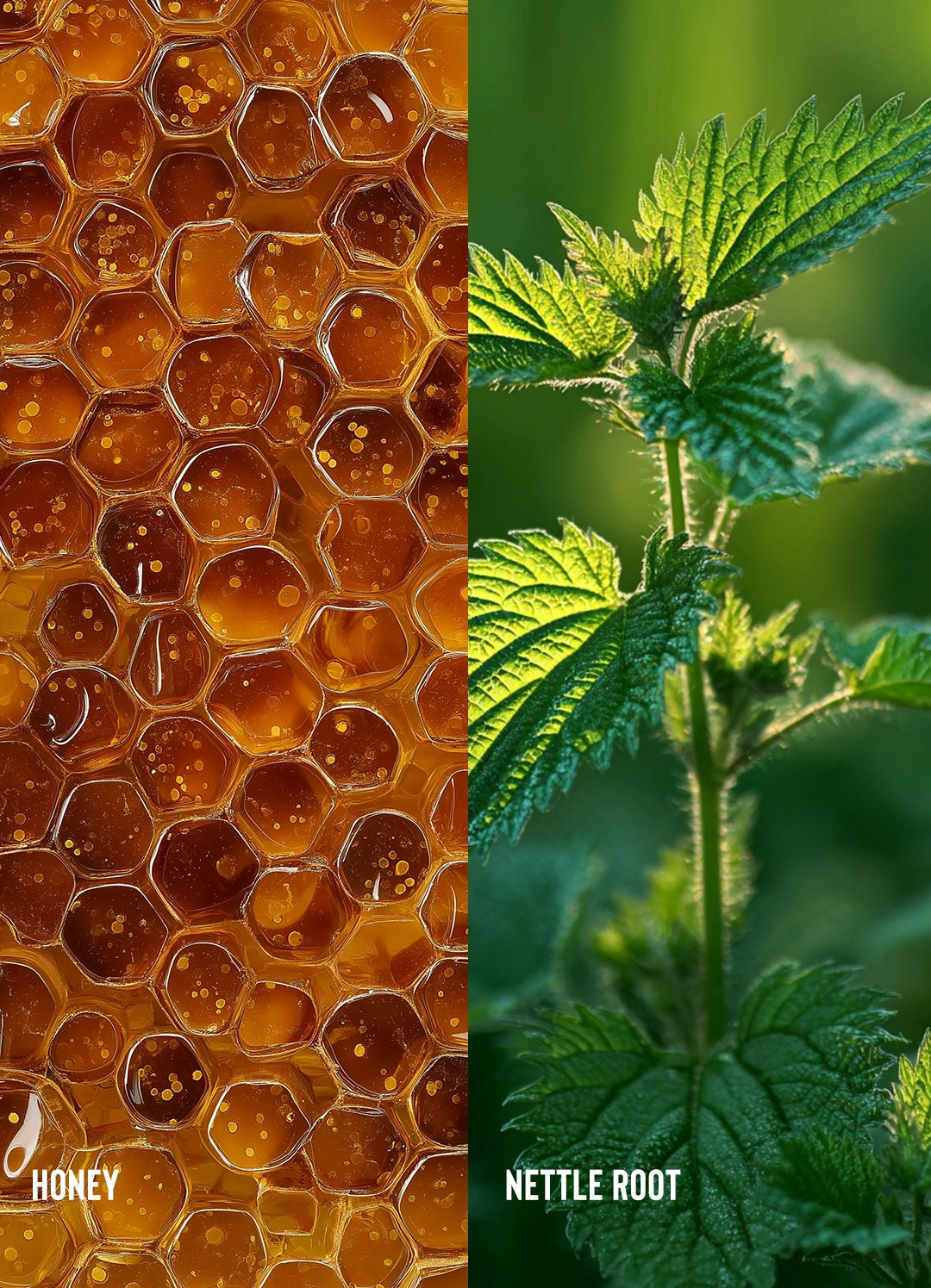 Split image of golden honeycomb beside green nettle leaves, labelled honey and nettle root